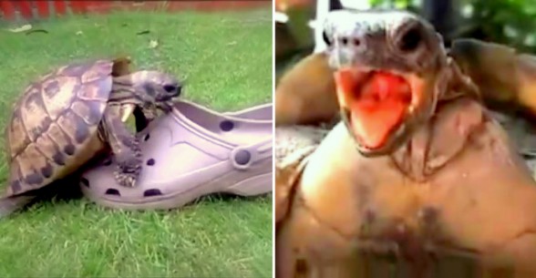 Raksta attēls - Jauns trends! Bruņurupuču kliedzieni kopā ar populārām dziesmām. Ārprātā smieklīgi!